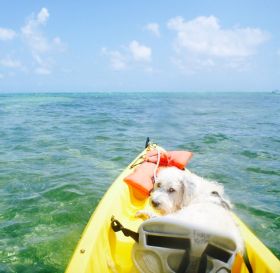 Shaaggy, dog on kyak, Ambergris Caye, Belize – Best Places In The World To Retire – International Living